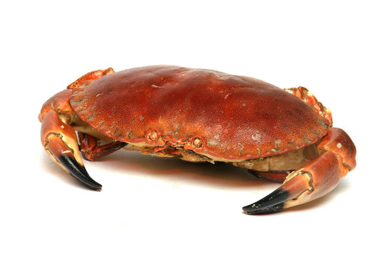 crabe cuit