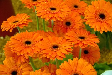 Orange Gerbera flowers