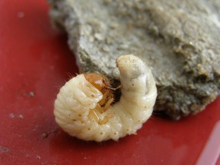 Grub