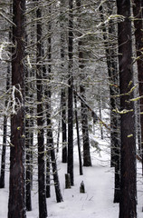 Pine Forest in the Snow