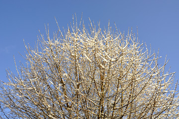 Frosty tree branches against blue sky