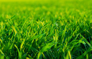 grass