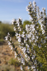 Romarin en fleur