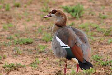 egyptian goose