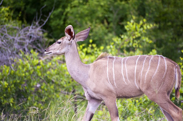 A female kudu, a large species of antelope, on a South African g