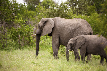 Naklejka na ściany i meble Elephant in Kruger Park