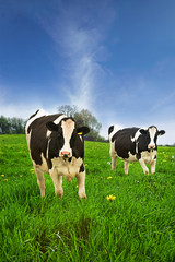 Fototapeta na wymiar jersey cows in a spring field.