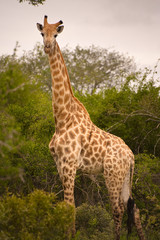 Girafes in Kruger National Park, South Africa.
