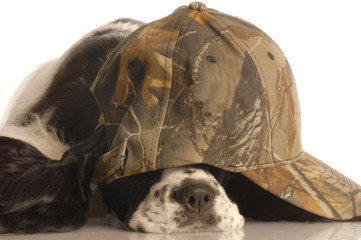 american cocker spaniel wearing camouflage ball cap