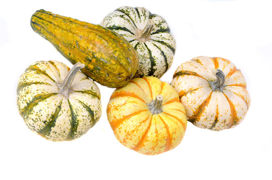 variety of sqush or gourds