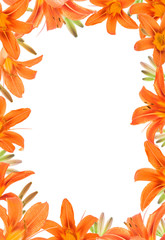 Frame of Orange Lilly