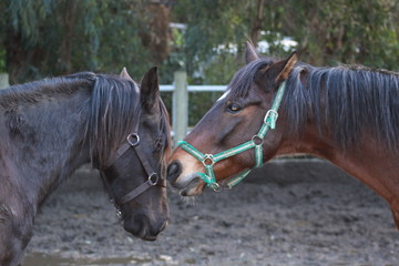 Fototapeta premium caballos