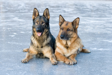 two German shepherds