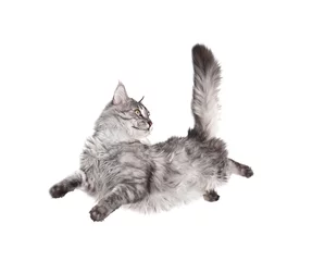 Papier Peint photo Lavable Chat jumping cat