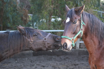 Obraz premium caballos peleando