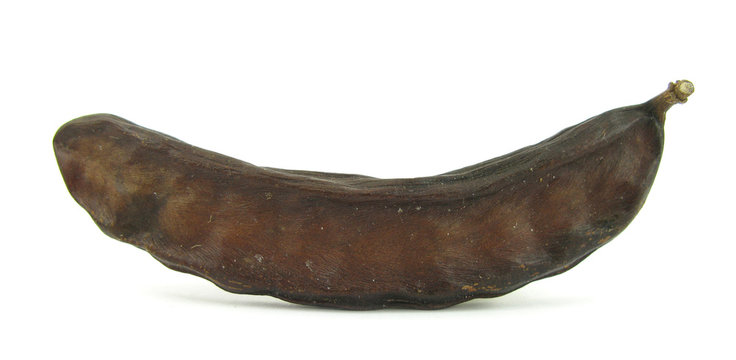 Carob Seed Pod