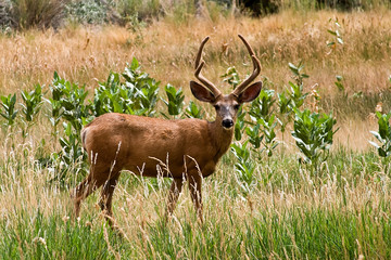 Utah Mule Deer Capitol Reef National Park Utah