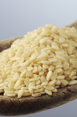 Sesamo - Sesamum indicum