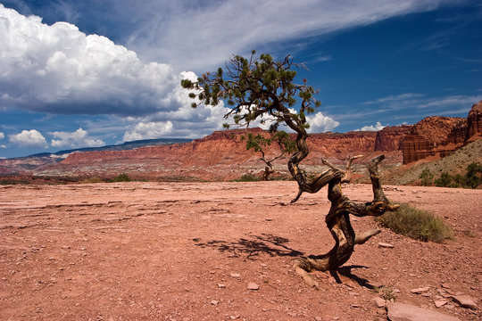 Twisted Pinyon Pine Tree Captiol Reef National Park Utah