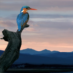 Kingfisher (Alcedo atthis)