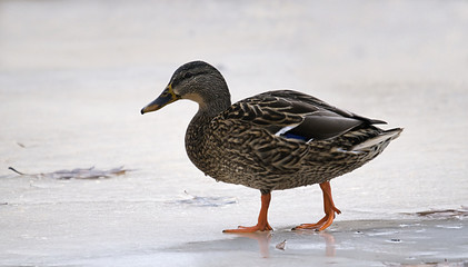 a mallard duck