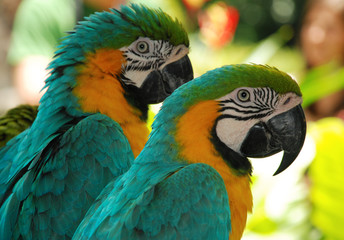 macaw blue love birds