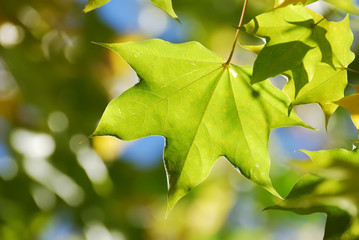 Maple leaves