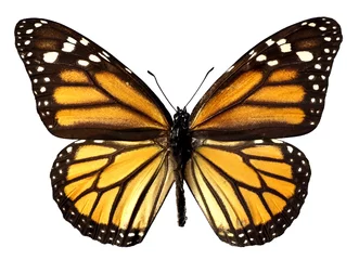 Crédence de cuisine en verre imprimé Papillon Détourage papillon monarque