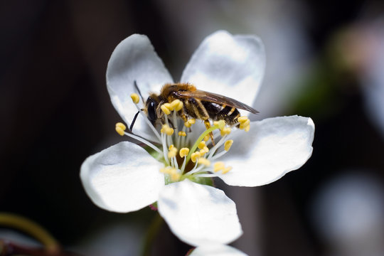 bee on flower of cherry-tree