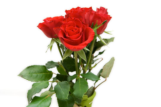 red roses isolated on white. space for text.