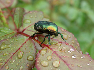 Wet rose leaf with a bug - rose chafer (Cetonia aurata)