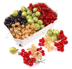 Fresh red, white, black currants and gooseberry