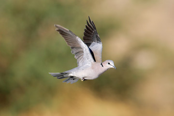 Cape turtle dove (Streptopelia capicola), South Africa