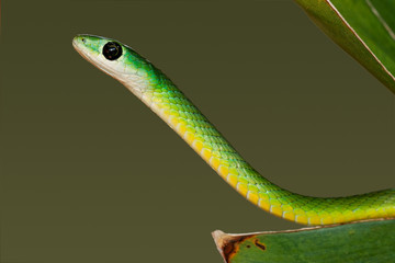 Eastern green snake (Philothamnus natalensis), South Africa
