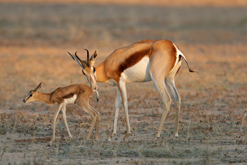 Springbok (Antidorcas marsupialis) with lamb, South Africa