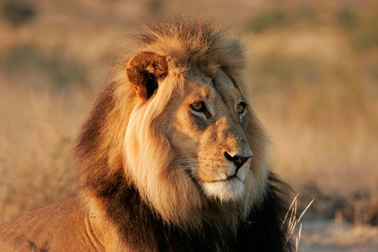 Male African lion (Panthera leo), Kalahari desert, South Africa