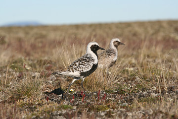 Black-bellied Plover on a jack