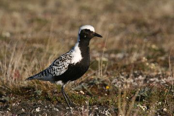 black-bellied plover male