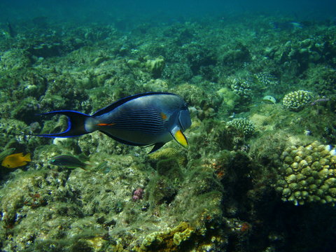 Arabischer Doktorfisch