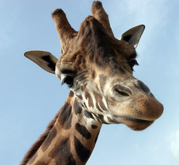 giraffa