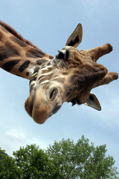 Fototapeta Giraffa