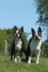 deux boston terriers de face sur fond de ciel bleu
