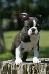 chiot boston terrier sur un arbre coupé