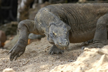 Komodo dragon(Indonesia)