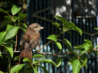 Sparrow on the branch