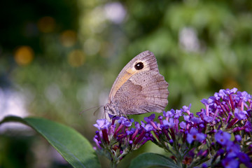 Schmetterlinge_Maniola jurtina_090106_03