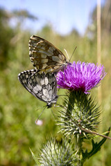 Schmetterlinge_Melanargia galathea_090106_08