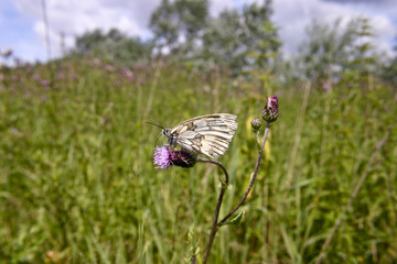 Schmetterlinge_Melanargia galathea_090106_13