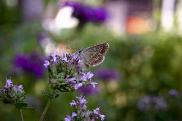 Schmetterlinge_Polyommatus icarus f_090106_03