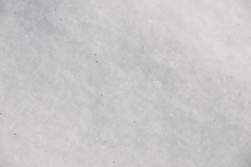 winter in garden